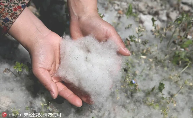 为什么棉花保暖柳絮不保暖？原来是这样!