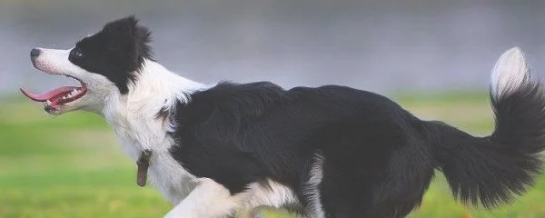 边牧七白三通是什么意思(边牧额头白毛越窄越贵)