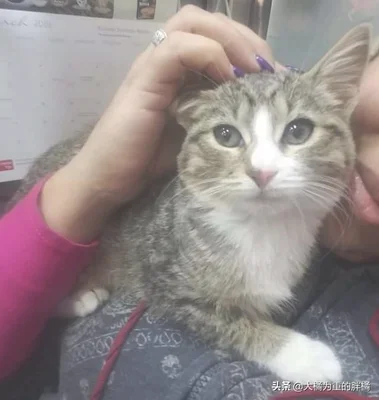 男孩捡流浪猫求宠物店主收养(百余只！桂林这个小伙有点烦)