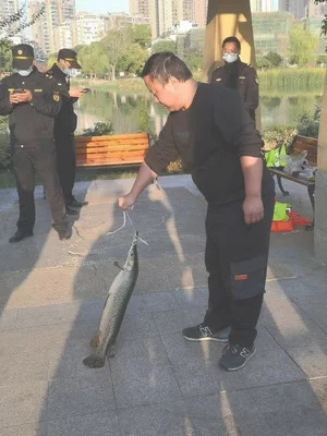 武汉一人工湖中鳄雀鳝被钓起(钓手立功！湖中凶猛的鳄雀鳝被钓起来了)