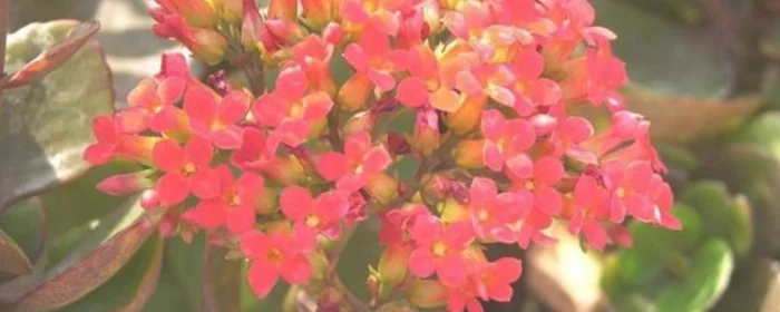 落地生根的花长什么样(植物落地生根开花