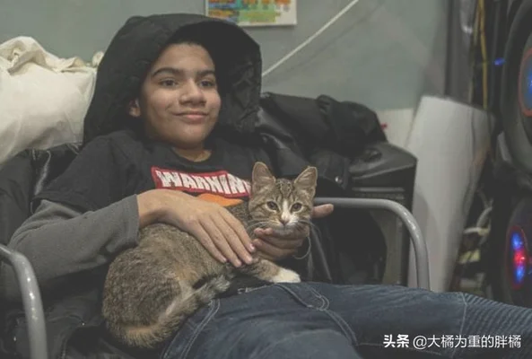 男孩捡流浪猫求宠物店主收养(百余只！桂林这个小伙有点烦)