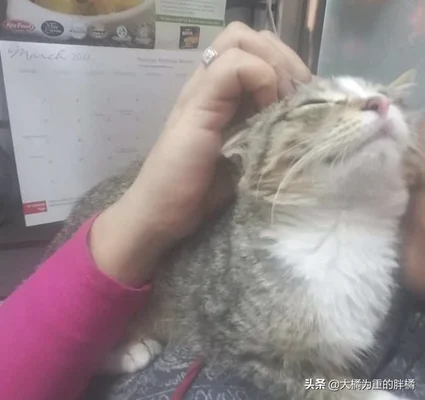 男孩捡流浪猫求宠物店主收养(百余只！桂林这个小伙有点烦)