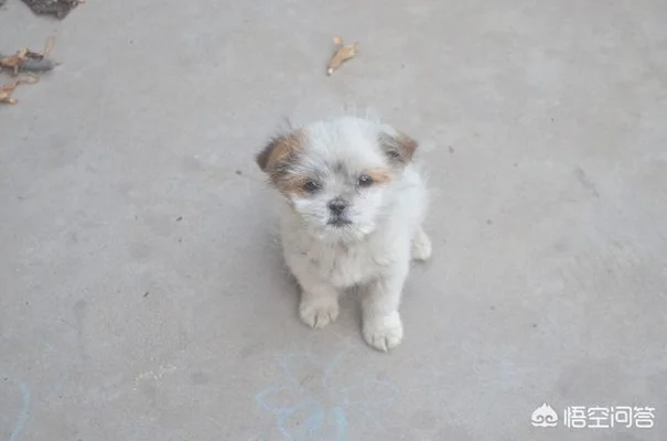 你会收留流浪狗或猫吗(什么地方能收留流浪猫狗)