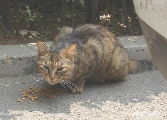 你会收留流浪狗或猫吗(什么地方能收留流浪猫狗)