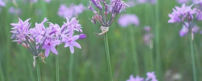 开紫色花的野韭菜能吃吗