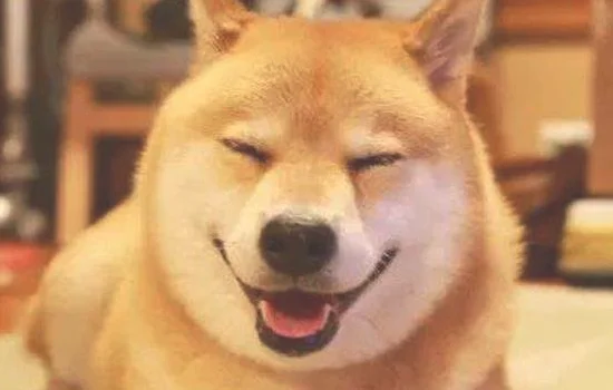 金毛寿命是多少年(土狗的寿命有多长)