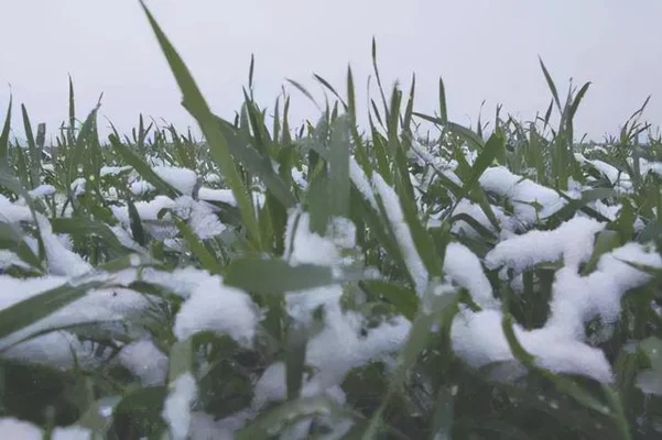 辽宁网友拍到少见“雷打雪”现象(看农村谚语咋说)