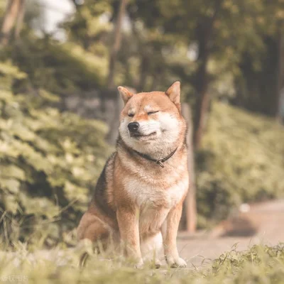 小区又多了几只被遗弃的猫咪，真的没办法惩