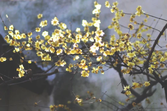 腊梅是花还是树