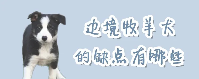 边境牧羊犬的缺点有哪些(短毛边境牧羊犬