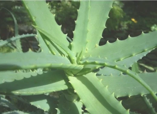 怎样科学养护芦荟(芦荟植物怎么养)