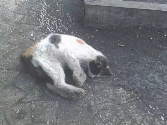 三、猫咪冻死后该怎么办