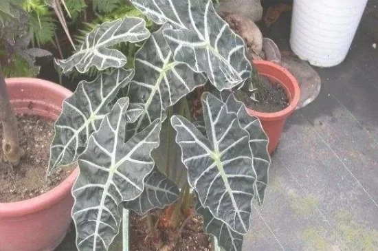 黑叶观音莲的病虫害及其防治，详解日常虫害防治方法