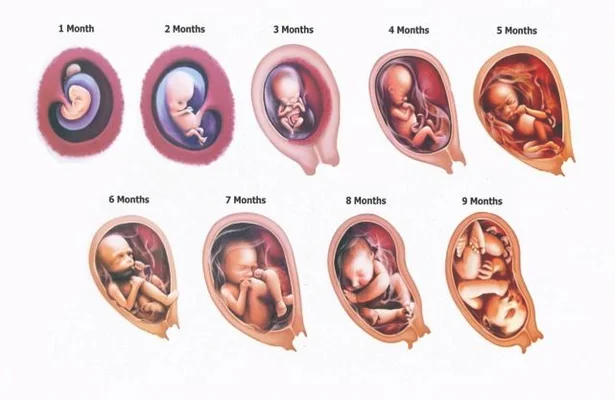 孕晚期胎动看男女准确吗