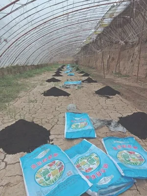 野草是怎么种植的（做到这6点就够了）
