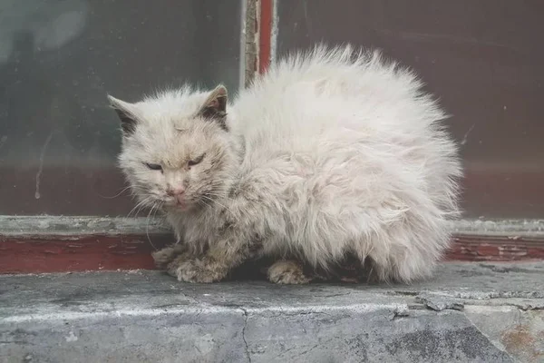 一、猫咪是什么情况下会冻死