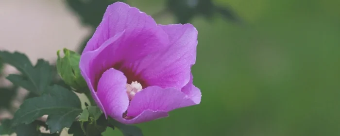 木槿花花语及特殊寓意(木槿花的寓意)