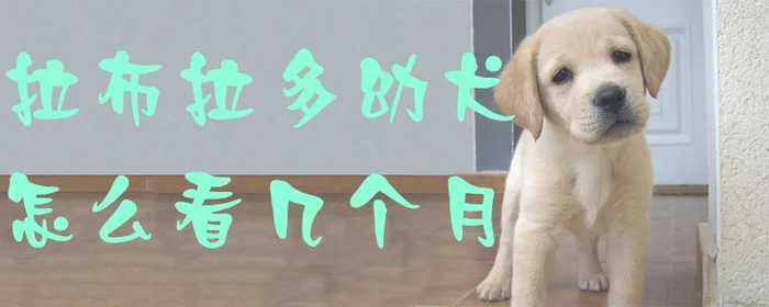 拉布拉多幼犬怎么看几个月(三个月的拉布拉多怎么养)