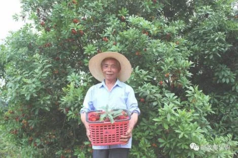 梅农种植前景如何（宁波余姚这位新乡贤了不