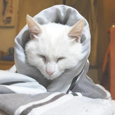 度左右猫会冻死吗，怎么保暖？"