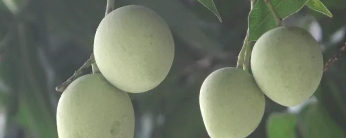 绿化芒果能吃吗,小区里的绿化芒果能吃吗