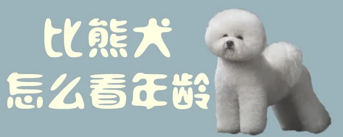 比熊犬怎么看年龄(比熊牙齿对照图)