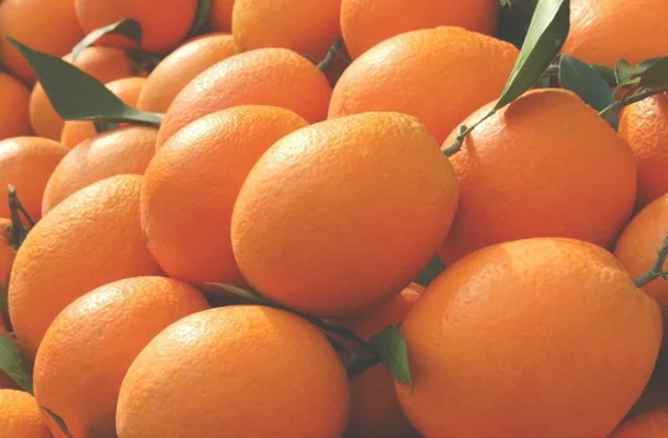 纽荷尔脐橙多少钱一斤？怎么分辨真假纽荷尔脐橙