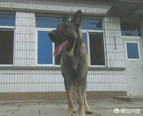 我国的狼青犬还多吗
