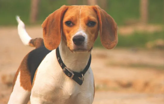 比格犬为什么是实验犬 为什么用比格犬做实验