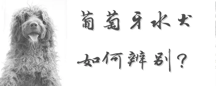 葡萄牙水犬如何辨别