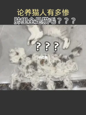 猫毛会引起肺上小结节吗？听听专家怎么说!