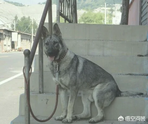 我国的狼青犬还多吗