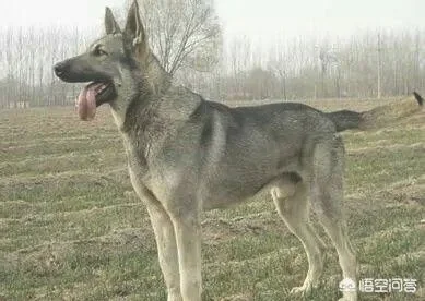 我国的狼青犬还多吗