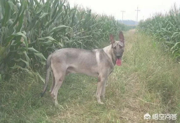 我国的狼青犬还多吗