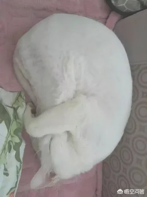捡了一只猫，一直?吃饭怎么办