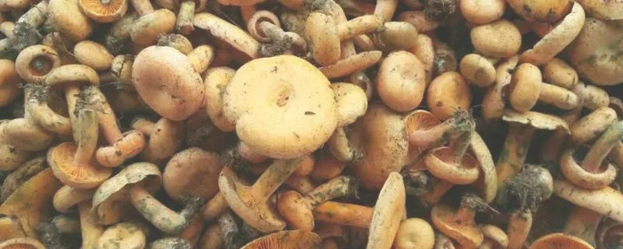 松树菌和什么不能一起吃,松茸菌不可以和什么一起吃