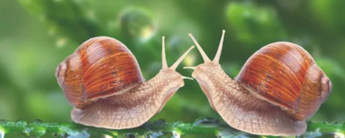 蜗牛冬天冬眠吗,冬天蜗牛是怎么冬眠的