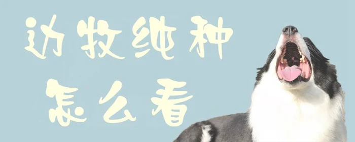 边牧纯种怎么看(边牧犬纯种如何认别)