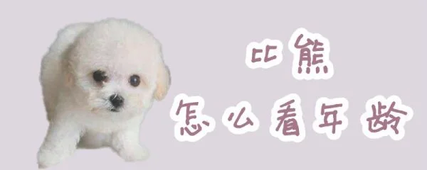 比熊怎么看年龄(比熊纯种和不纯的图片)