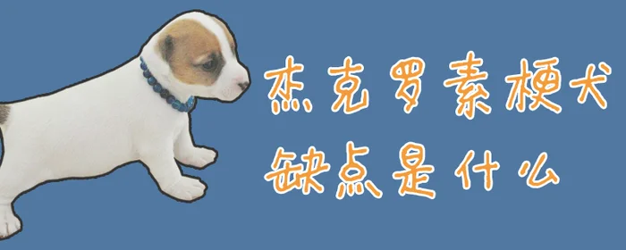 杰克罗素梗犬缺点是什么(杰克罗素梗犬凶