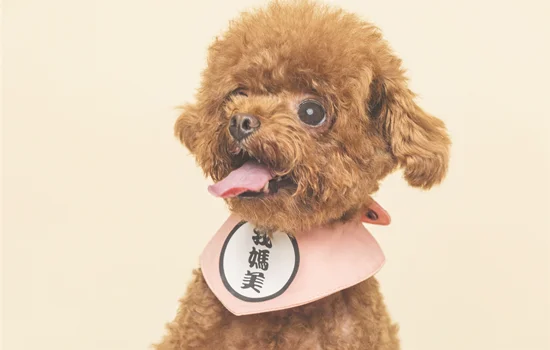 狗吃鸡蛋的好处和坏处(小狗吃鸡蛋清有什