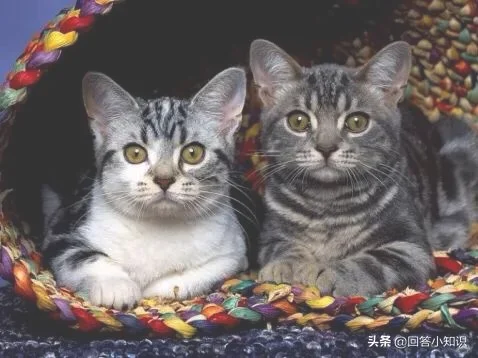 做什么事情会让猫咪讨厌你(猫最讨厌主人对他做啥)