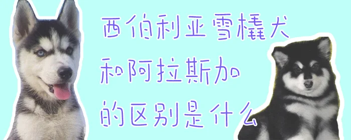 西伯利亚雪橇犬和阿拉斯加的区别是什么(阿拉斯加犬和西伯利亚犬的区别)