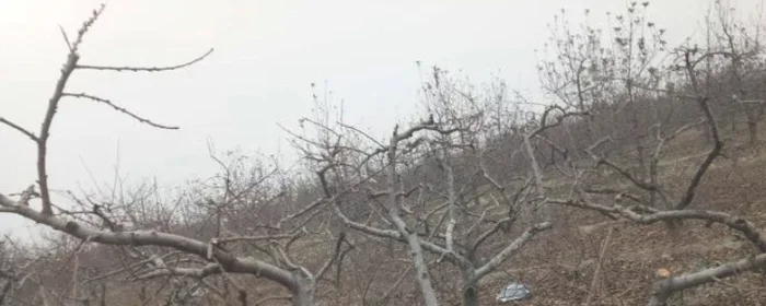 桃树树干钻心虫怎么治