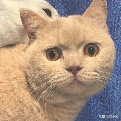 做什么事情会让猫咪讨厌你(猫最讨厌主人对他做啥)