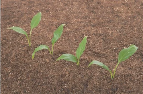 春季花果树怎么种植（春季果树定植提高成活