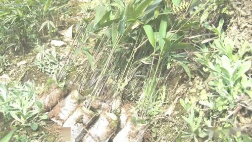 如何种植斑竹笋（曾是嘴尖皮厚腹中空）