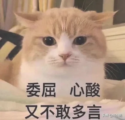 做什么事情会让猫咪讨厌你(猫最讨厌主人对他做啥)