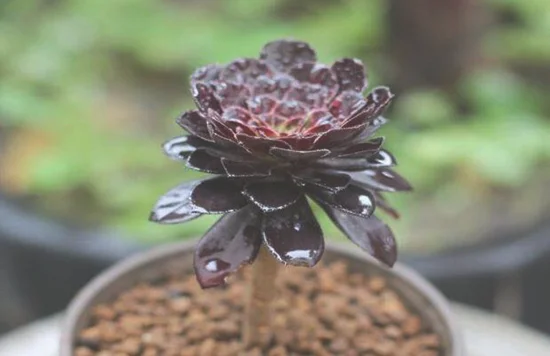 植物趣闻|为什么黑色花卉很少见？